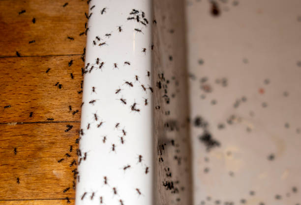 Best Best Pest Control Companies  in Lanett, AL
